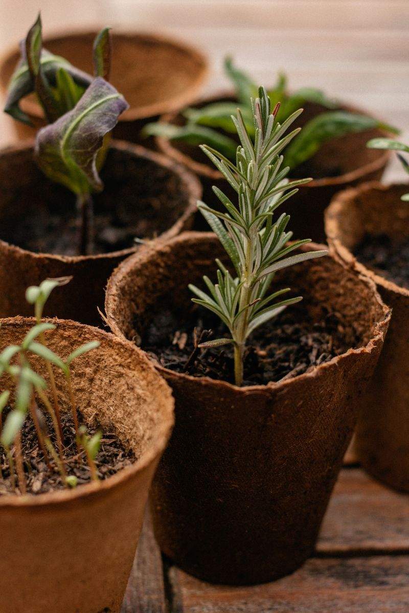 春の寄せ植えでお庭を明るくするコツ